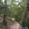 Dans la forêt